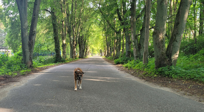 Gizmo w Hotelu Mrągowo Resort & Spa - spacer