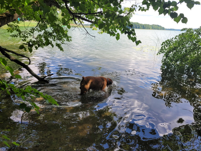 Kąpiel Gizma w jeziorze